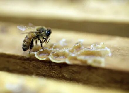 How to Use Bee Venom Cream in a Daily Body Comfort Routine